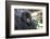 Africa, Rwanda, Volcanoes National Park. Portrait of a young mountain gorilla.-Ellen Goff-Framed Photographic Print