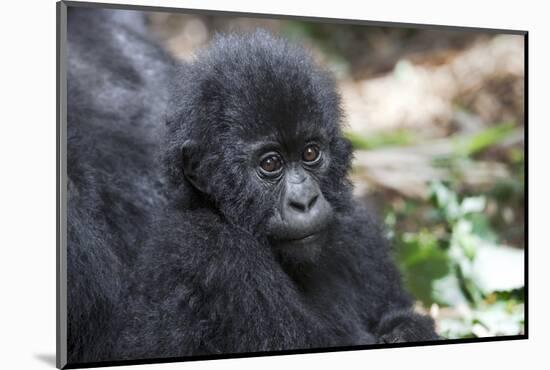 Africa, Rwanda, Volcanoes National Park. Portrait of a young mountain gorilla.-Ellen Goff-Mounted Photographic Print