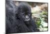 Africa, Rwanda, Volcanoes National Park. Portrait of a young mountain gorilla.-Ellen Goff-Mounted Photographic Print