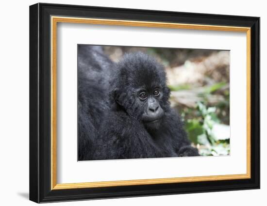 Africa, Rwanda, Volcanoes National Park. Portrait of a young mountain gorilla.-Ellen Goff-Framed Photographic Print