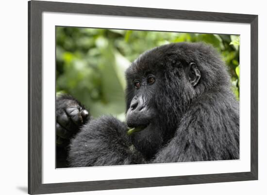 Africa, Rwanda, Volcanoes National Park. Young female mountain gorilla eating wild celery.-Ellen Goff-Framed Premium Photographic Print