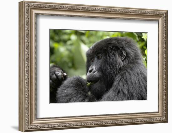 Africa, Rwanda, Volcanoes National Park. Young female mountain gorilla eating wild celery.-Ellen Goff-Framed Photographic Print