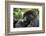Africa, Rwanda, Volcanoes National Park. Young female mountain gorilla eating wild celery.-Ellen Goff-Framed Photographic Print