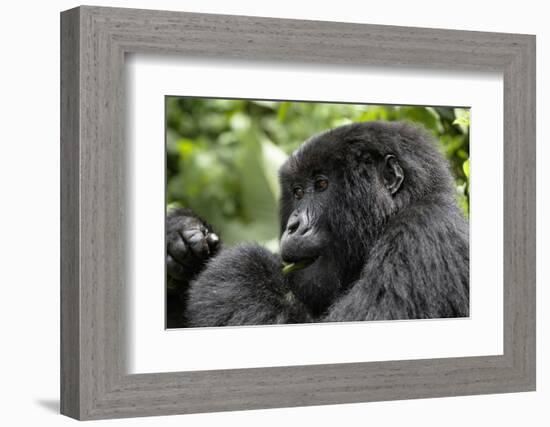 Africa, Rwanda, Volcanoes National Park. Young female mountain gorilla eating wild celery.-Ellen Goff-Framed Photographic Print