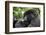 Africa, Rwanda, Volcanoes National Park. Young female mountain gorilla eating wild celery.-Ellen Goff-Framed Photographic Print