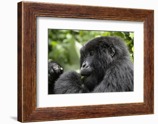 Africa, Rwanda, Volcanoes National Park. Young female mountain gorilla eating wild celery.-Ellen Goff-Framed Photographic Print