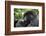 Africa, Rwanda, Volcanoes National Park. Young female mountain gorilla eating wild celery.-Ellen Goff-Framed Photographic Print