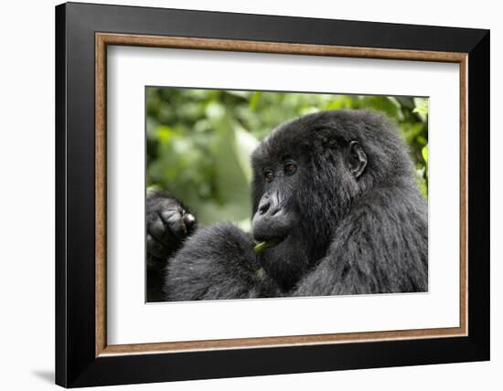 Africa, Rwanda, Volcanoes National Park. Young female mountain gorilla eating wild celery.-Ellen Goff-Framed Photographic Print