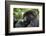 Africa, Rwanda, Volcanoes National Park. Young female mountain gorilla eating wild celery.-Ellen Goff-Framed Photographic Print