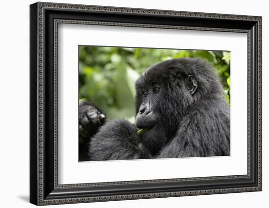 Africa, Rwanda, Volcanoes National Park. Young female mountain gorilla eating wild celery.-Ellen Goff-Framed Photographic Print