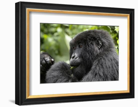 Africa, Rwanda, Volcanoes National Park. Young female mountain gorilla eating wild celery.-Ellen Goff-Framed Photographic Print