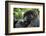 Africa, Rwanda, Volcanoes National Park. Young female mountain gorilla eating wild celery.-Ellen Goff-Framed Photographic Print