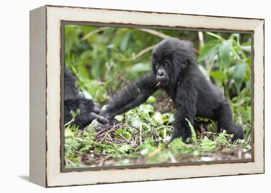 Africa, Rwanda, Volcanoes National Park. Young mountain gorilla holding its mother's hand.-Ellen Goff-Framed Premier Image Canvas