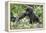 Africa, Rwanda, Volcanoes National Park. Young mountain gorilla holding its mother's hand.-Ellen Goff-Framed Premier Image Canvas