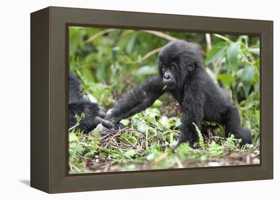 Africa, Rwanda, Volcanoes National Park. Young mountain gorilla holding its mother's hand.-Ellen Goff-Framed Premier Image Canvas