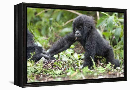 Africa, Rwanda, Volcanoes National Park. Young mountain gorilla holding its mother's hand.-Ellen Goff-Framed Premier Image Canvas