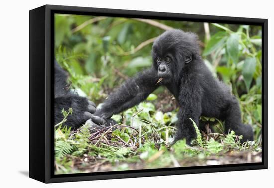 Africa, Rwanda, Volcanoes National Park. Young mountain gorilla holding its mother's hand.-Ellen Goff-Framed Premier Image Canvas