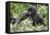 Africa, Rwanda, Volcanoes National Park. Young mountain gorilla holding its mother's hand.-Ellen Goff-Framed Premier Image Canvas