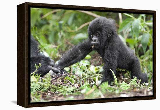 Africa, Rwanda, Volcanoes National Park. Young mountain gorilla holding its mother's hand.-Ellen Goff-Framed Premier Image Canvas