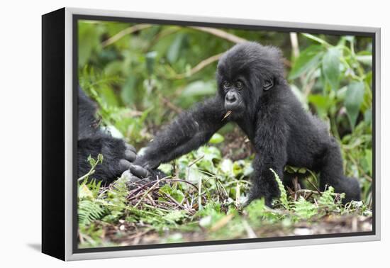 Africa, Rwanda, Volcanoes National Park. Young mountain gorilla holding its mother's hand.-Ellen Goff-Framed Premier Image Canvas