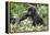 Africa, Rwanda, Volcanoes National Park. Young mountain gorilla holding its mother's hand.-Ellen Goff-Framed Premier Image Canvas