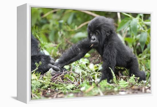 Africa, Rwanda, Volcanoes National Park. Young mountain gorilla holding its mother's hand.-Ellen Goff-Framed Premier Image Canvas