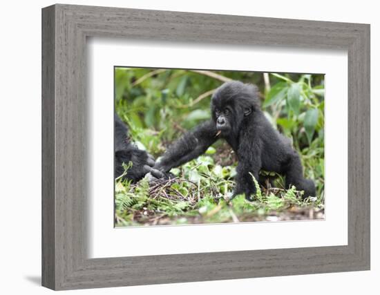 Africa, Rwanda, Volcanoes National Park. Young mountain gorilla holding its mother's hand.-Ellen Goff-Framed Photographic Print