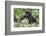 Africa, Rwanda, Volcanoes National Park. Young mountain gorilla holding its mother's hand.-Ellen Goff-Framed Photographic Print