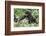 Africa, Rwanda, Volcanoes National Park. Young mountain gorilla holding its mother's hand.-Ellen Goff-Framed Photographic Print