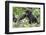 Africa, Rwanda, Volcanoes National Park. Young mountain gorilla holding its mother's hand.-Ellen Goff-Framed Photographic Print