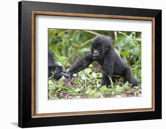 Africa, Rwanda, Volcanoes National Park. Young mountain gorilla holding its mother's hand.-Ellen Goff-Framed Photographic Print