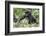 Africa, Rwanda, Volcanoes National Park. Young mountain gorilla holding its mother's hand.-Ellen Goff-Framed Photographic Print