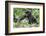 Africa, Rwanda, Volcanoes National Park. Young mountain gorilla holding its mother's hand.-Ellen Goff-Framed Photographic Print