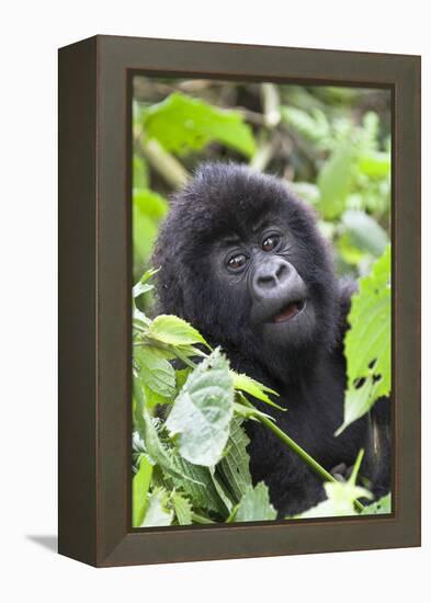 Africa, Rwanda, Volcanoes National Park. Young mountain gorilla portrait.-Ellen Goff-Framed Premier Image Canvas