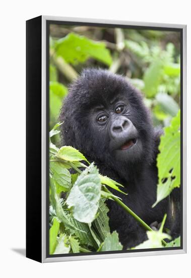 Africa, Rwanda, Volcanoes National Park. Young mountain gorilla portrait.-Ellen Goff-Framed Premier Image Canvas