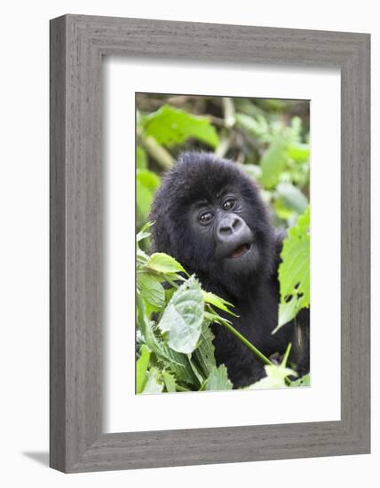 Africa, Rwanda, Volcanoes National Park. Young mountain gorilla portrait.-Ellen Goff-Framed Photographic Print