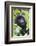 Africa, Rwanda, Volcanoes National Park. Young mountain gorilla portrait.-Ellen Goff-Framed Photographic Print