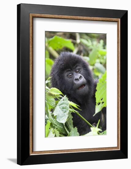 Africa, Rwanda, Volcanoes National Park. Young mountain gorilla portrait.-Ellen Goff-Framed Photographic Print