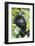 Africa, Rwanda, Volcanoes National Park. Young mountain gorilla portrait.-Ellen Goff-Framed Photographic Print