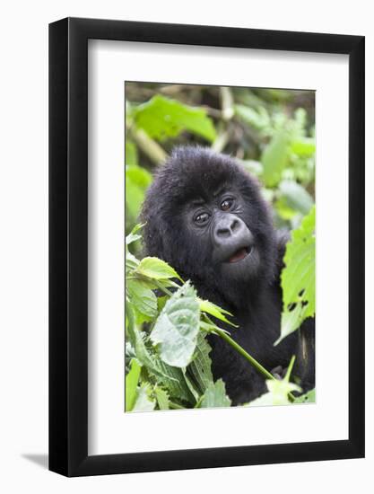 Africa, Rwanda, Volcanoes National Park. Young mountain gorilla portrait.-Ellen Goff-Framed Photographic Print