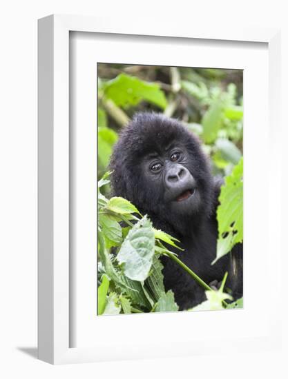 Africa, Rwanda, Volcanoes National Park. Young mountain gorilla portrait.-Ellen Goff-Framed Photographic Print