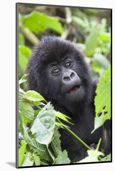 Africa, Rwanda, Volcanoes National Park. Young mountain gorilla portrait.-Ellen Goff-Mounted Photographic Print