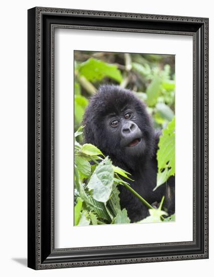 Africa, Rwanda, Volcanoes National Park. Young mountain gorilla portrait.-Ellen Goff-Framed Photographic Print