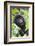 Africa, Rwanda, Volcanoes National Park. Young mountain gorilla portrait.-Ellen Goff-Framed Photographic Print