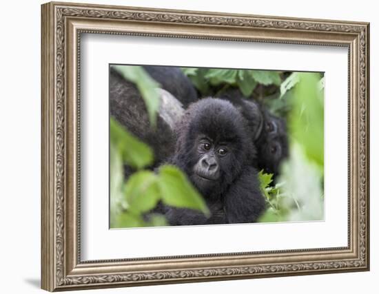 Africa, Rwanda, Volcanoes National Park. Young mountain gorilla portrait.-Ellen Goff-Framed Photographic Print