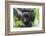 Africa, Rwanda, Volcanoes National Park. Young mountain gorilla portrait.-Ellen Goff-Framed Photographic Print