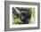 Africa, Rwanda, Volcanoes National Park. Young mountain gorilla portrait.-Ellen Goff-Framed Photographic Print