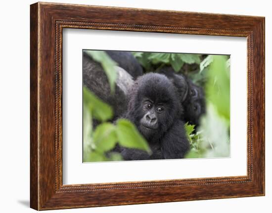 Africa, Rwanda, Volcanoes National Park. Young mountain gorilla portrait.-Ellen Goff-Framed Photographic Print