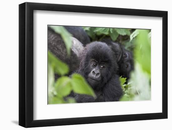 Africa, Rwanda, Volcanoes National Park. Young mountain gorilla portrait.-Ellen Goff-Framed Photographic Print