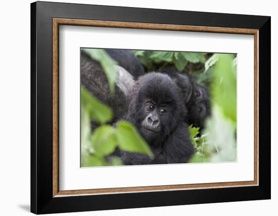 Africa, Rwanda, Volcanoes National Park. Young mountain gorilla portrait.-Ellen Goff-Framed Photographic Print